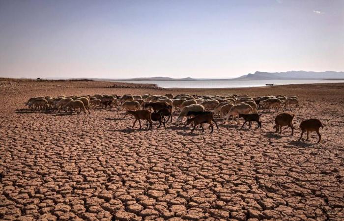 الزراعة
      المغربية
      في
      مهب
      أسوأ
      دورة
      جفاف
      منذ
      مطلع
      الثمانينات